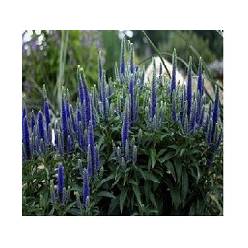 Veronica Dark Martje 50cm Azul (7 Dias - 2�)