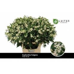Euphorbia Quicksilver 75cm (10cm flor) Bl. (7 Dias - 2�)