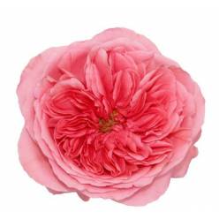 Rosa Ecu. Candy Xpression 50cm (7 Dias - 2�)