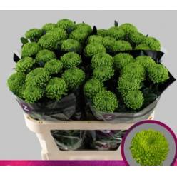 Uniflor Hol. Alemani 95gr Verde (7 Dias - 2�)