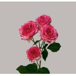 Ramificada Rose Bonbon 50cm 35gr "Premium" (7 Dias - 2�)