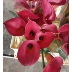 Calla Ramona 60cm (7 Dias - 2�)