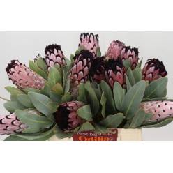 Protea African Didi 40cm (7 Dias - 2�)