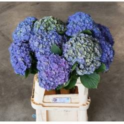 Hortensia Hol.  Royal Kiss Classic 80cm �20/22 (7 Dias - 2�)