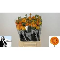Ranunculos Hol. Elegance Orange 40cm 25gr (7 Dias - 2�)
