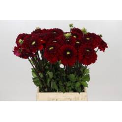 Dalia Hol. Lady Love 50cm "CC40" (7 Dias - 2�)