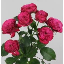 Ramificada Rush 40cm Fres. (7 Dias - 2�)