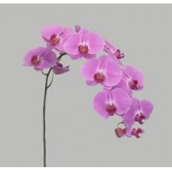 Phalaenopsis Happy Valentine x25 (7 Dias - 2�)