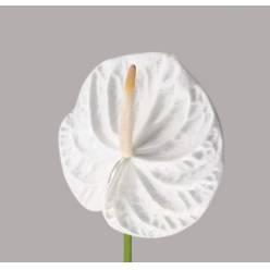 Anthurium Hol. Acropolis �15  "CC10" (7 Dias - 2�)