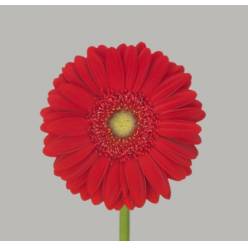 Gerbera Hol. Carambole Rj. "T25" (7 Dias - 2�)
