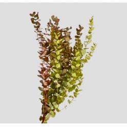 Eucalipto Italia Oto�al 70cm 200gr. (7 Dias - 2�)