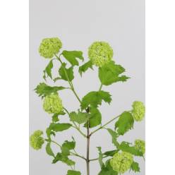 Viburnum Roseum 35cm 2bl (7 Dias - 2�)