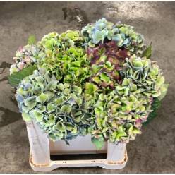 Hortensia Hol. Royal Love Classic 50cm �18/20