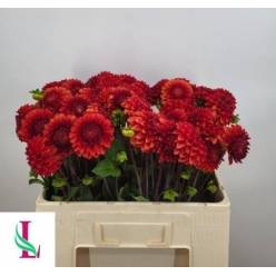Dalia Hol. Ball Brown Suga 50cm "CC40"