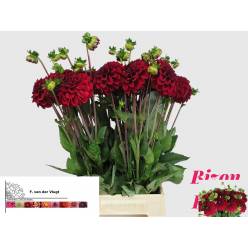 Dalia Hol. Bizon Rood 55cm "CC35"