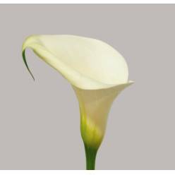 Calla Pure Art 80cm