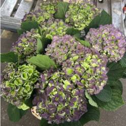 Hortensia Hol. White Verena Classic 80cm �18/20