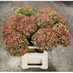 Hortensia Hol. Magic Coral Classic 65cm �16/18cm