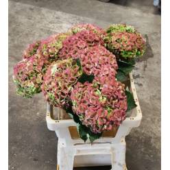 Hortensia Hol. M Mag. Rev. Clas. 60cm �14/16