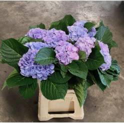 Hortensia Hol. Vienna 60cm �18/20  Bic.