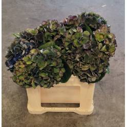 Hortensia Hol. Royal King Classic 50cm �14/16