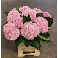Hortensia Hol. Royal Grandeu 60cm �16/18