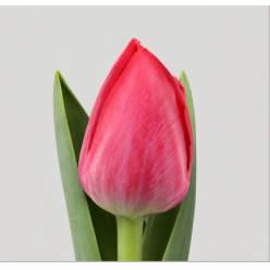 Tulipan Hol. Pacha 40cm Fuc.