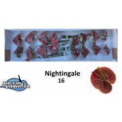 Anthurium Hol. Nightingale �11  "CC16"