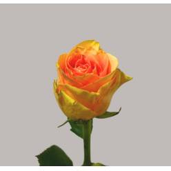 Rosa Hol. Milan 50cm
