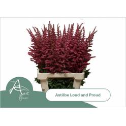 Astilbe Loud N Proud 70cm