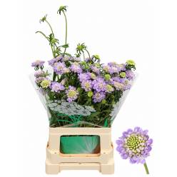 Scabiosa Atro Bon Bon Scoop Ube 65cm "T50"