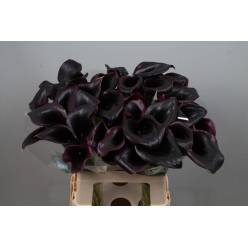 Calla Ceara 65cm Negra