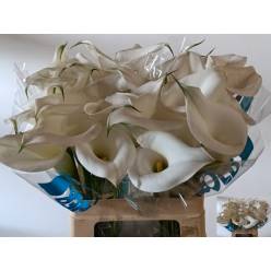Calla Captain Cortina 60cm