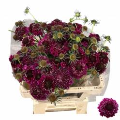 Scabiosa Atro Scoop Dark Purple 55cm "T50"