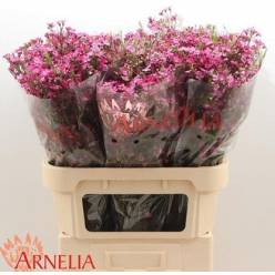 Flor Cera Hol. Purple Rain 50cm 25gr Fuc. "T25"