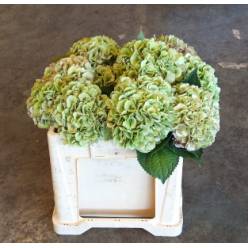Hortensia Hol. My Heaven Clasic 50cm �16/18cm