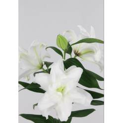 Oriental Hol. Bl. Doble Roselily Angela 80cm 3/4 fl.