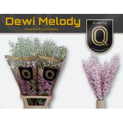 Delphinium Hol. Du Dewi Melody 60cm "T10"