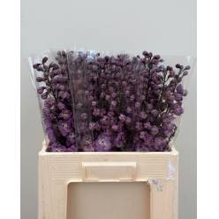 Delphinium Hol. Du Dewi Hercules 60cm "T5"