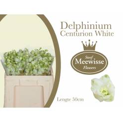 Delphinium Century White 50cm "T10"