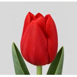 Tulipan Hol. Palazzo 40cm Rj.