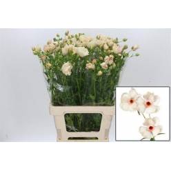 Ranunculos Hol. Butterfly Melissa 70cm 30gr "T10"