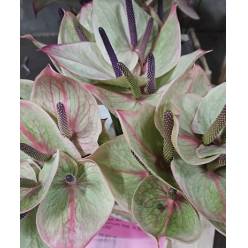 Anthurium Hol. A Silvia Mini "CC30"