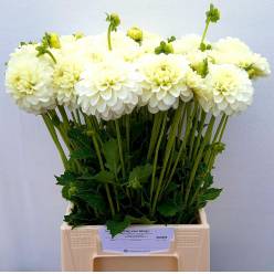 Dalia Hol. White Nettie 45cm "CC40"