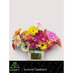 Gerbera Hol. Festival Mix "T20"