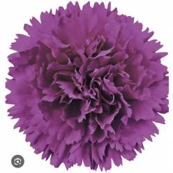 Clavel Col. Fancy Farieta lila