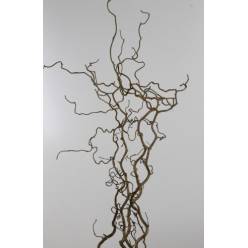 Corylus Avellana 130cm "T40"