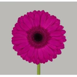 Gerbera Hol. Bon Dia "Aquapack" "T15"