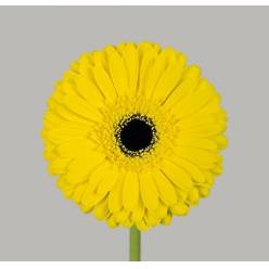 Gerbera Hol. Don Leo "Aquapack" "T15"