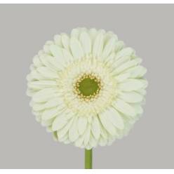 Gerbera Hol. Mint "Aquapack" "T15"